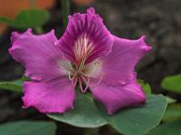 Orchideenbaum Blüte